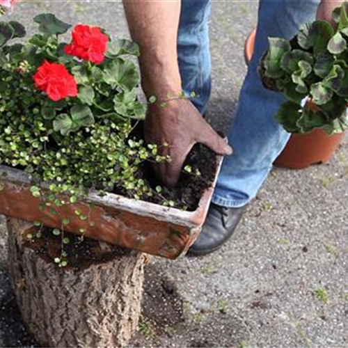 Balkonkasten - Bepflanzen mit mehreren Blumen