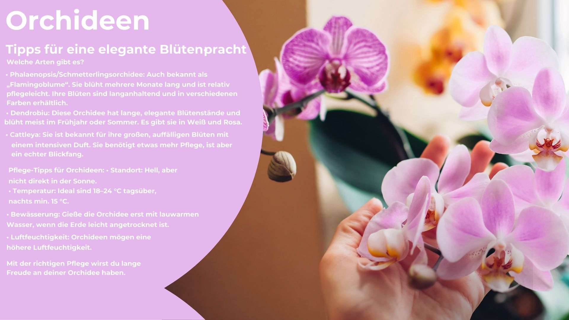 Orchidee-Info_webseite.jpg Orchidee-Info_webseite.jpg