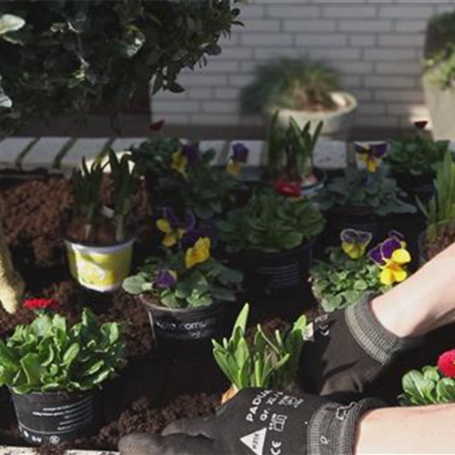 Blumenkasten - Frühlingshafte Bepflanzung